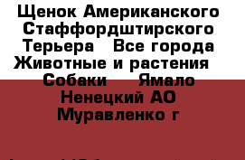 Щенок Американского Стаффордштирского Терьера - Все города Животные и растения » Собаки   . Ямало-Ненецкий АО,Муравленко г.